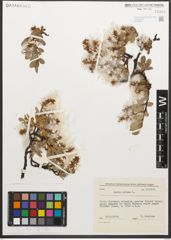 Foto von Salix retusa L.